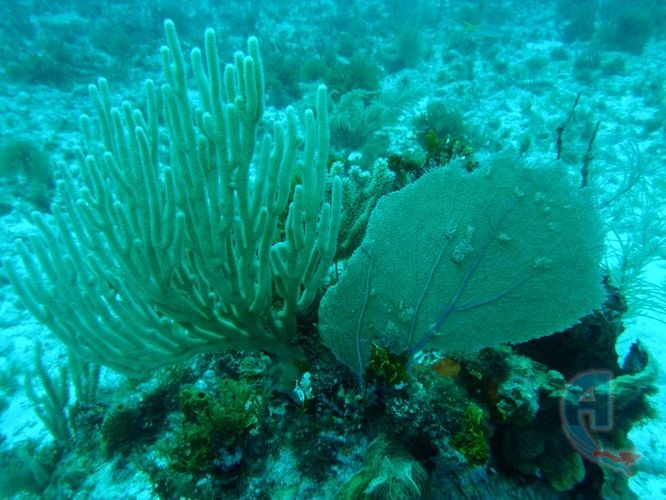 gorgonias marinas